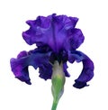 blue iris close-up, isolated flower on white background Royalty Free Stock Photo