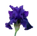 blue iris close-up, isolated flower on white background Royalty Free Stock Photo