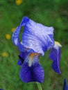 Blue iris covered in raindrops Royalty Free Stock Photo