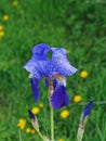 Blue iris covered in raindrops Royalty Free Stock Photo