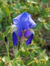 Blue iris covered in raindrops Royalty Free Stock Photo