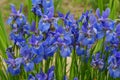 Blue iris field