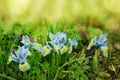 Blue iris field. Spring first flowers
