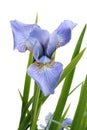 Blue iris flag