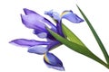 Blue Iris Flower Royalty Free Stock Photo