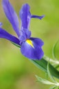 Blue Iris flower Royalty Free Stock Photo