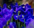 Blue iris flower background, fragrant.