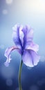 Minimalist Blue Iris Mobile Wallpaper For Sensational And Samsung Qn900a