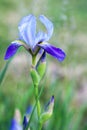 Blue iris flower close-up outdoors Royalty Free Stock Photo
