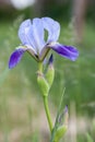 Blue iris flower close-up outdoors Royalty Free Stock Photo