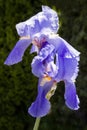 Blue iris flower closeup Royalty Free Stock Photo