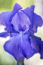 Blue Iris flower closeup Royalty Free Stock Photo