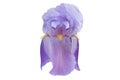 Blue iris flower on white Royalty Free Stock Photo