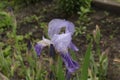 The blue iris flower is covered with water droplets after a summer rain. Royalty Free Stock Photo