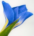 Blue iris  flower. Flower isolated on a white background. No shadows with clipping path. Close-up. Royalty Free Stock Photo