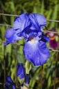 Blue iris flower