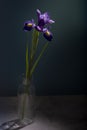 Blue iris flower in a glass vase in a low key Royalty Free Stock Photo