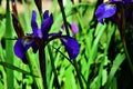 Blue iris flower Royalty Free Stock Photo