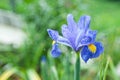 Blue iris flower on a green stalk in water drops from the rain Royalty Free Stock Photo