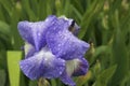 A blue iris flower grows in the garden after rain in drops of water. Royalty Free Stock Photo