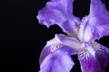 Blue iris flower head on a black background