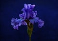 Blue iris flower isolated on a vintage royal blue background
