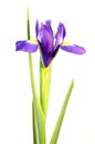 Blue iris flower isolated on white Royalty Free Stock Photo