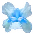 Blue iris flower isolated on white background. Easter. Summer. Spring. Flat lay, top view Royalty Free Stock Photo