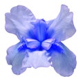 Blue iris flower isolated on white background. Easter. Summer. Spring. Flat lay, top view Royalty Free Stock Photo