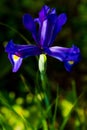 Blue iris