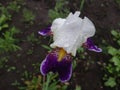 Closeup of the flower of the royal iris