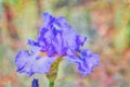 Blue iris flower, photo art