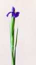 Blue iris flower with pink vertical background Royalty Free Stock Photo