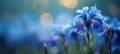 Blue iris flower on right side with magical bokeh background and two thirds text space on left Royalty Free Stock Photo