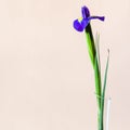Blue iris flower with square pale brown background