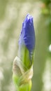 A blue iris flower taken in macro