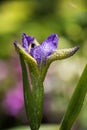 A blue iris flower under the sun Royalty Free Stock Photo