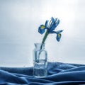 Blue iris flower in a vase Royalty Free Stock Photo