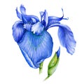 Blue iris flower watercolor illustration. Wild bearded single iris in a full bloom with a bud hand drawn image. Fresh garden botan Royalty Free Stock Photo