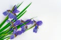 Blue iris flower on a white background. Royalty Free Stock Photo