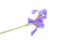 Blue Iris flower on a white background. Kaempferov Iris pseudacorus