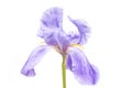 Blue Iris flower on a white background. Kaempferov Iris pseudacorus