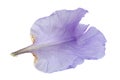 Blue iris flower on white Royalty Free Stock Photo