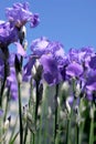 Blue Iris Flowers Royalty Free Stock Photo