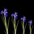 Blue Iris Flowers Royalty Free Stock Photo
