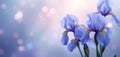 Blue iris flowers on a blurred background with bokeh lights. Soft focus petals and delicate patterns create a serene, dreamy Royalty Free Stock Photo