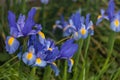 Blue iris flowers Royalty Free Stock Photo