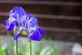 Blue iris flowers closeup on wooden fence background Royalty Free Stock Photo