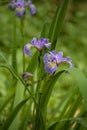 Blue iris flowers in the garden.landscape with irises against blurred nature. Flower fields in spring and summer. Floral Royalty Free Stock Photo