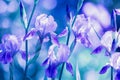 Blue Iris flowers in the garden Royalty Free Stock Photo